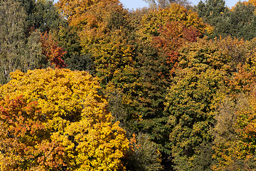 Image showing Mixed forest autumn