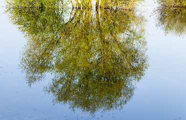 Image showing Reflection tree