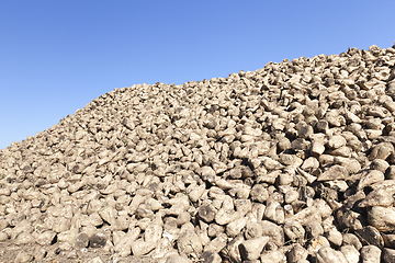 Image showing pile of beets