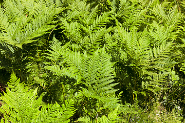 Image showing Green Forest