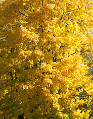 Image showing Part of yellow maple closeup