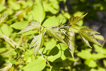 Image showing Spring leaves