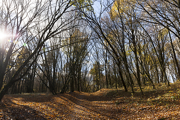 Image showing Bare trees