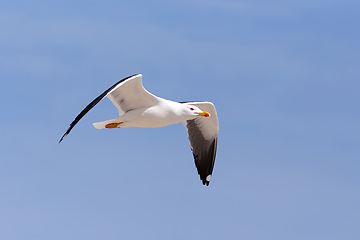 Image showing flying European Herring Gulls, Larus argentatus