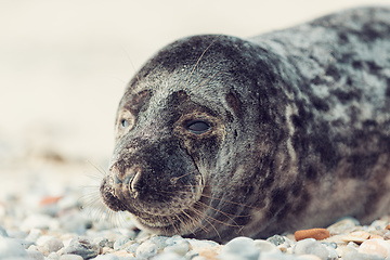 Image showing Young atlantic Harbor seal, Helgoland Germany