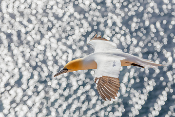 Image showing flying northern gannet, Helgoland Germany