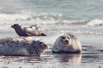 Image showing Harbor seal, Helgoland Germany