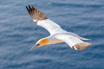 Image showing flying northern gannet, Helgoland Germany