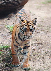 Image showing Sumatran Tiger, Panthera tigris sumatrae