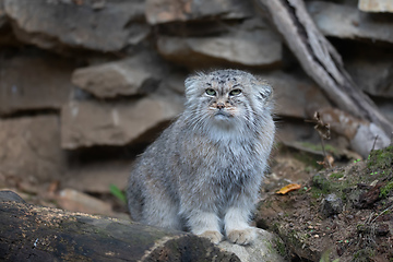 Image showing Pallas\'s cat, Otocolobus manul