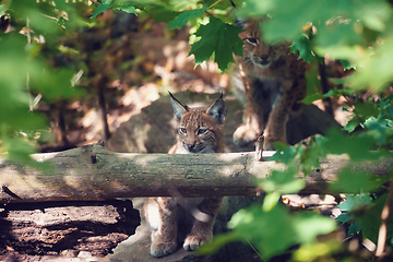 Image showing cute small kitten of Lynx