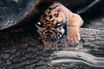 Image showing Sumatran Tiger, Panthera tigris sumatrae