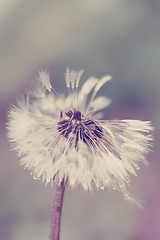 Image showing close up of Dandelion on background green grass