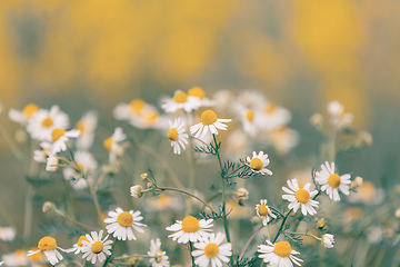 Image showing Chamomile field flowers