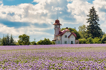 Image showing purple tansy field, countryside