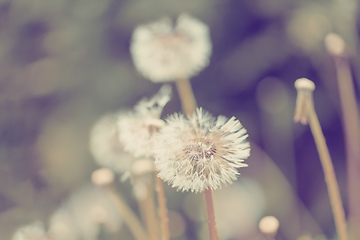 Image showing close up of Dandelion on background green grass