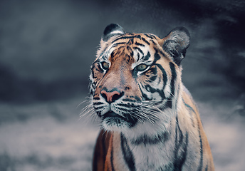 Image showing Sumatran Tiger, Panthera tigris sumatrae