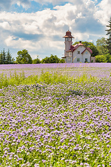 Image showing purple tansy field, countryside