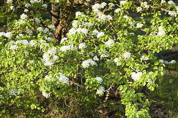 Image showing tree orchard