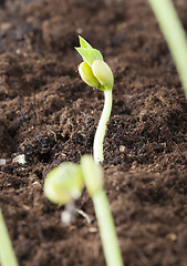 Image showing sprout beans