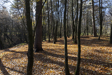 Image showing autumn forest