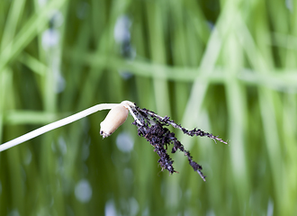 Image showing Macro of organic wheat sprouts