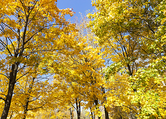Image showing Maple tree autumn