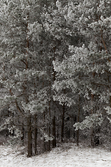 Image showing Frost on needles of pine