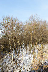 Image showing Bare trees growing on a hill against a blue sky