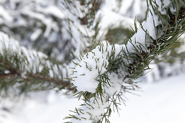 Image showing Forest in winter