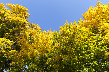 Image showing half-yellowed foliage