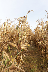 Image showing Dry yellow corn