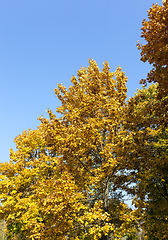 Image showing yellowed maple trees in autumn