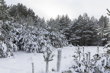 Image showing Forest in winter