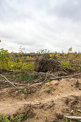 Image showing trees after the hurricane