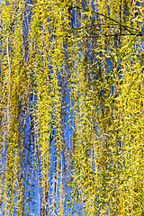 Image showing foliage on a willow