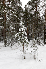 Image showing Snow drifts in winter