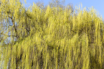 Image showing foliage on a willow