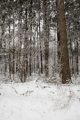 Image showing Snow drifts in winter