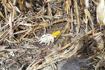 Image showing Field corn, agriculture