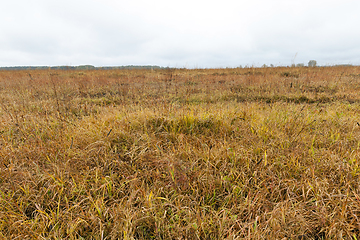 Image showing yellowed grass, autumn