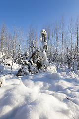 Image showing Trees in winter