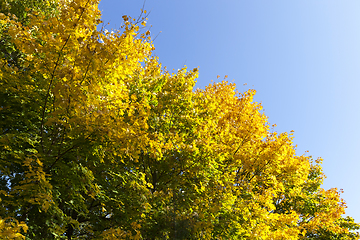 Image showing half-yellowed foliage