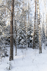 Image showing Trees in winter