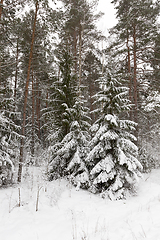 Image showing Trees in the forest in winter