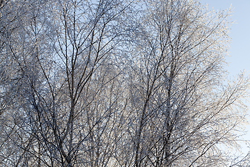 Image showing Frost on tree branches