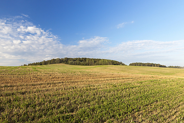 Image showing Field of the harvest