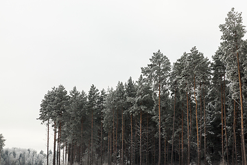 Image showing Snow drifts in winter