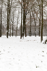 Image showing Snow drifts in winter