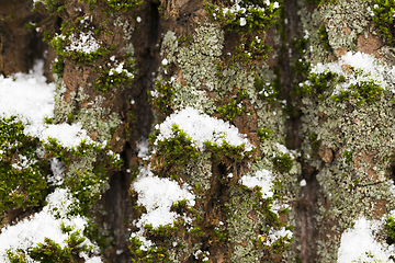 Image showing Winter time of the year, close-up